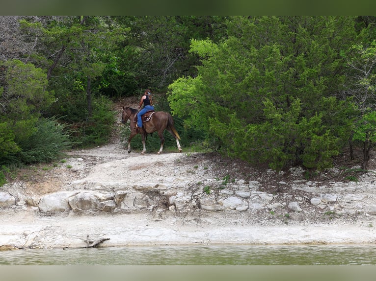 American Quarter Horse Giumenta 6 Anni Sauro ciliegia in Forney