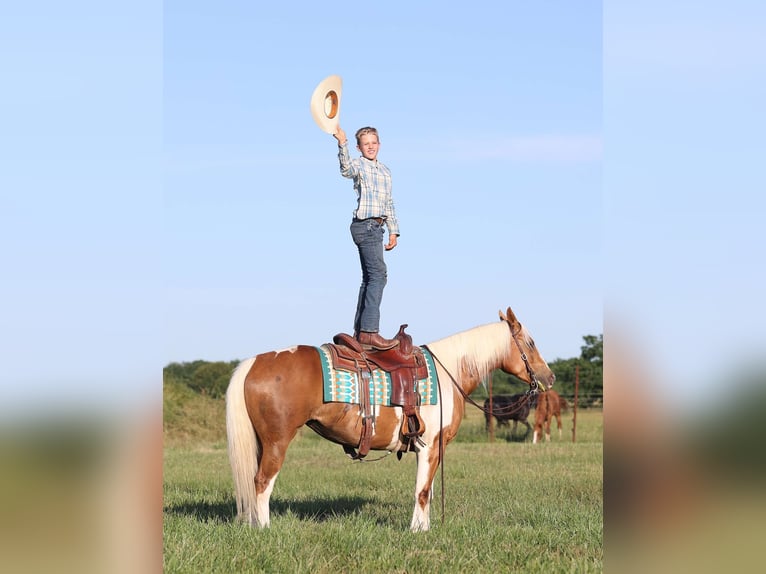 American Quarter Horse Giumenta 6 Anni Tobiano-tutti i colori in Adair OK