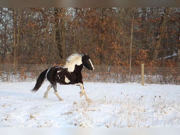 American Quarter Horse Giumenta 6 Anni Tobiano-tutti i colori in Howell MI