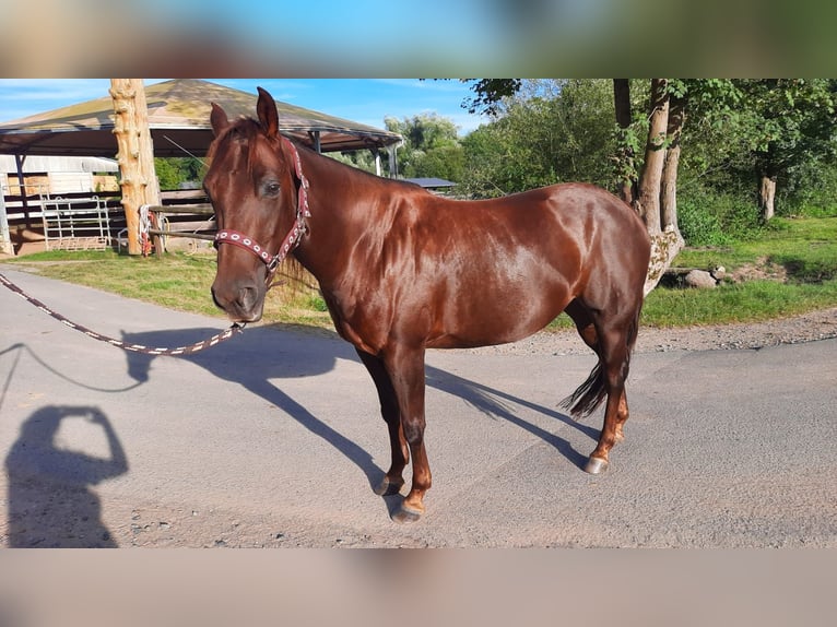 American Quarter Horse Giumenta 7 Anni 138 cm Sauro scuro in Floh-Seligenthal