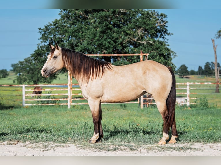 American Quarter Horse Giumenta 7 Anni 140 cm Pelle di daino in Normangee, TX