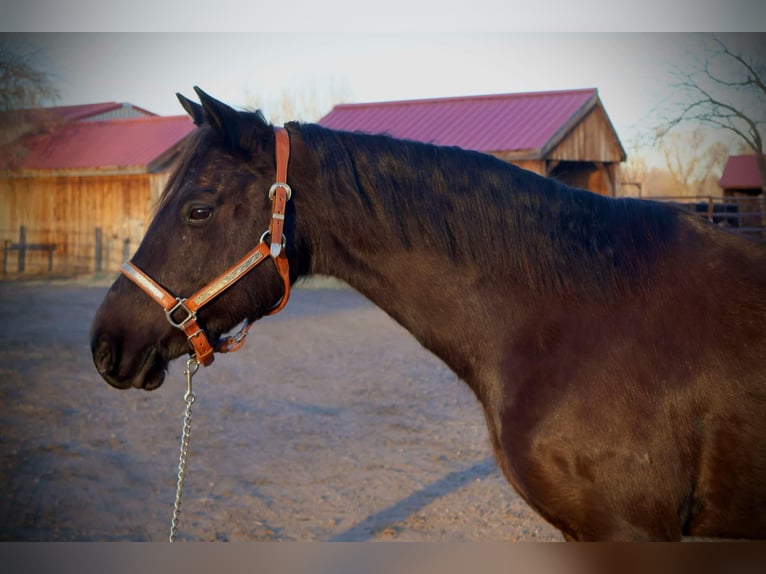 American Quarter Horse Giumenta 7 Anni 142 cm Morello in Fort Collins CO