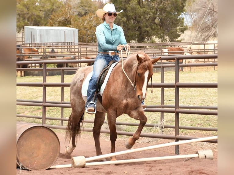 American Quarter Horse Mix Giumenta 7 Anni 142 cm Roano rosso in Flagstaff, AZ