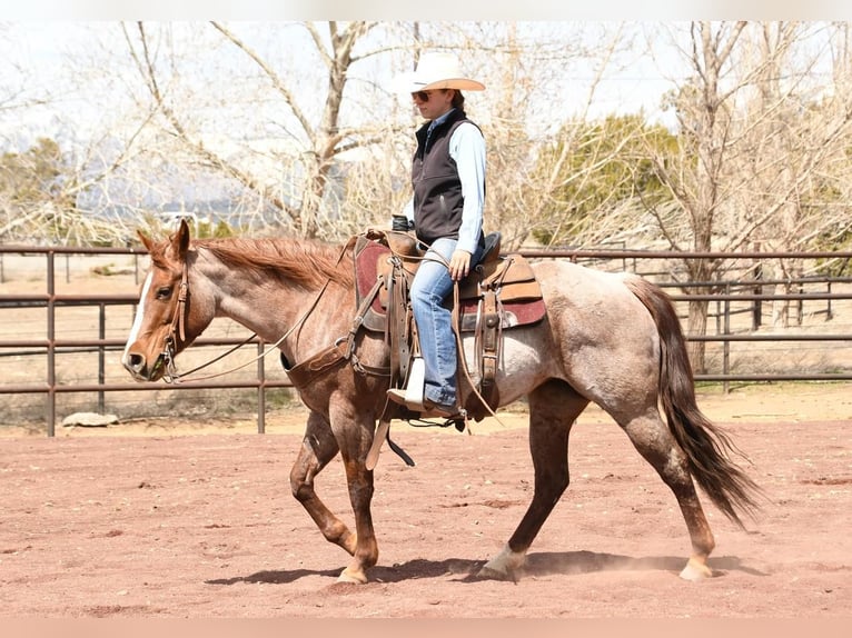 American Quarter Horse Mix Giumenta 7 Anni 142 cm Roano rosso in Flagstaff, AZ