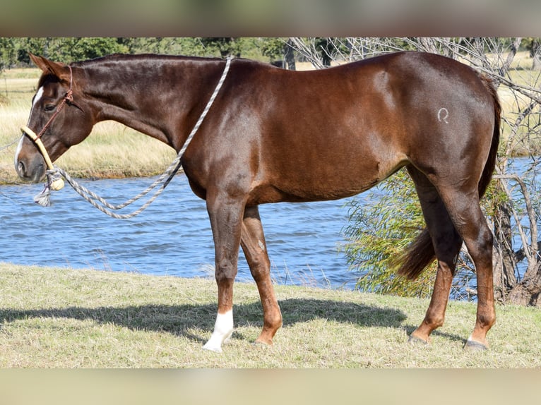 American Quarter Horse Giumenta 7 Anni 142 cm Sauro ciliegia in Jacksboro, TX