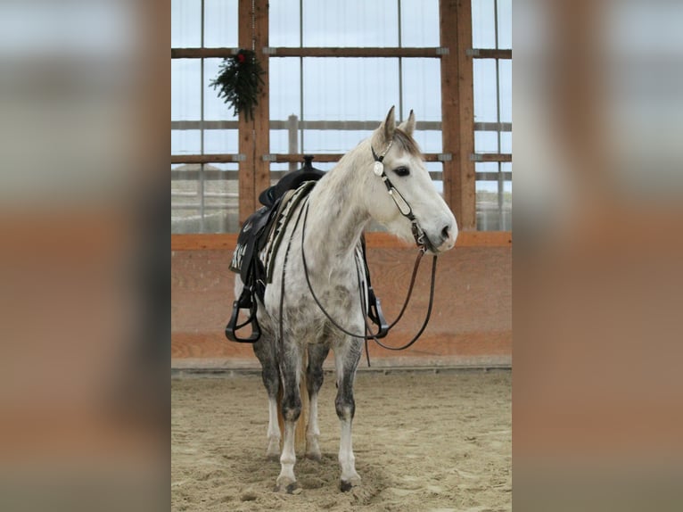 American Quarter Horse Giumenta 7 Anni 145 cm Grigio pezzato in Nidderau