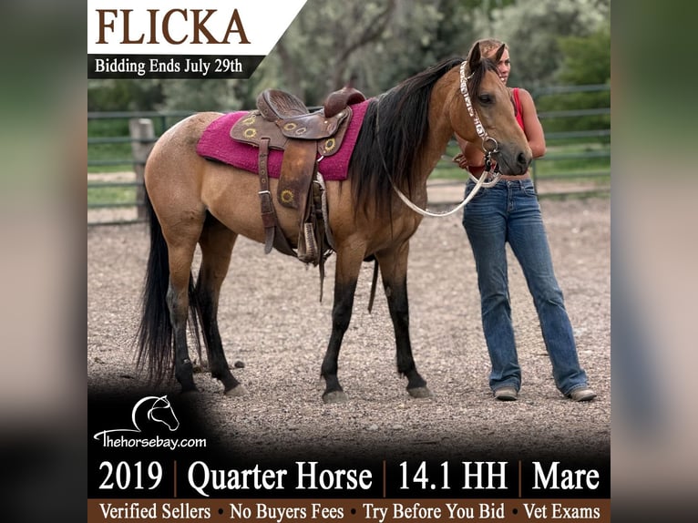 American Quarter Horse Giumenta 7 Anni 145 cm Pelle di daino in Fort Collins, Co
