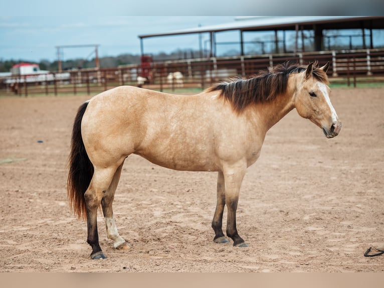 American Quarter Horse Giumenta 7 Anni 145 cm Pelle di daino in Normangee