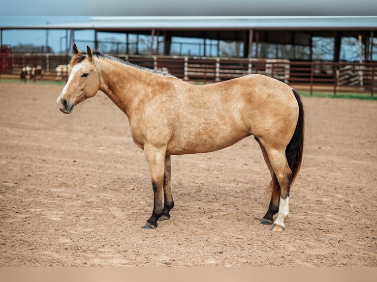 American Quarter Horse Giumenta 7 Anni 145 cm Pelle di daino in Normangee