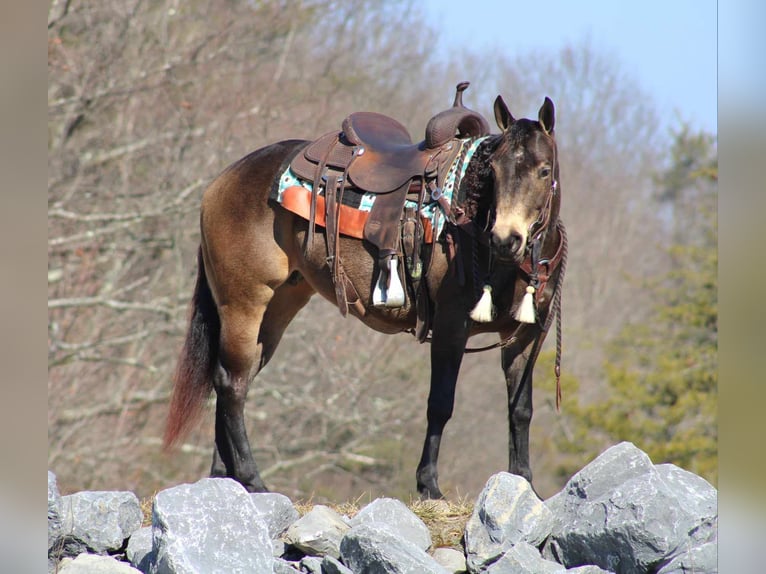 American Quarter Horse Giumenta 7 Anni 145 cm Pelle di daino in Rebersburg, PA