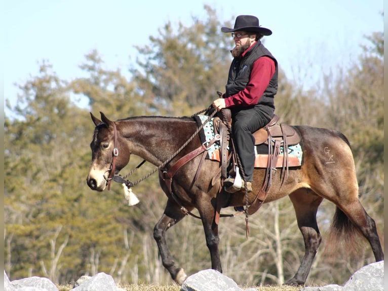 American Quarter Horse Giumenta 7 Anni 145 cm Pelle di daino in Rebersburg, PA