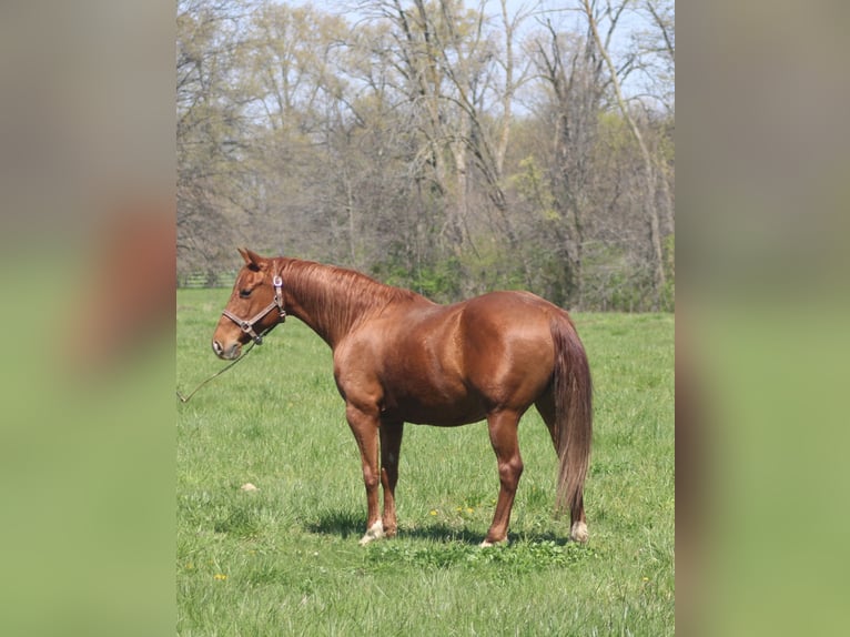 American Quarter Horse Giumenta 7 Anni 145 cm Sauro ciliegia in Brownstown, IL