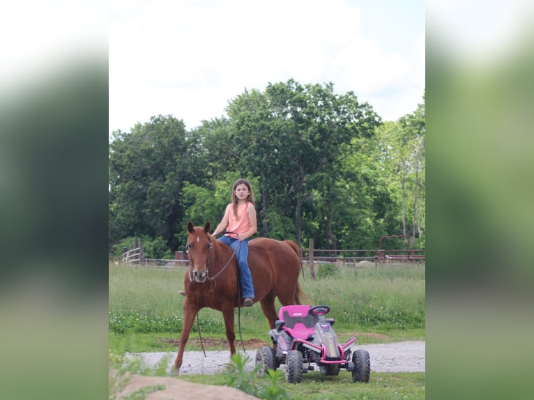 American Quarter Horse Giumenta 7 Anni 145 cm Sauro ciliegia in Brownstown, IL