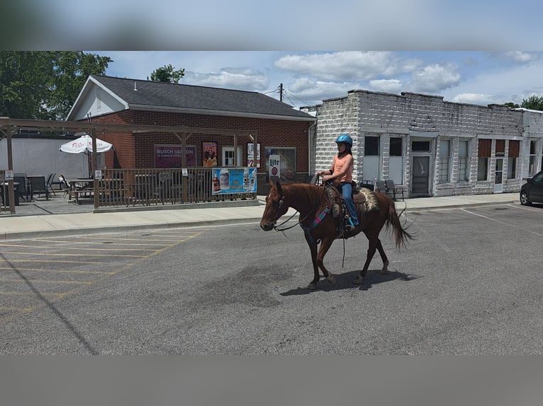 American Quarter Horse Giumenta 7 Anni 145 cm Sauro ciliegia in Brownstown, IL