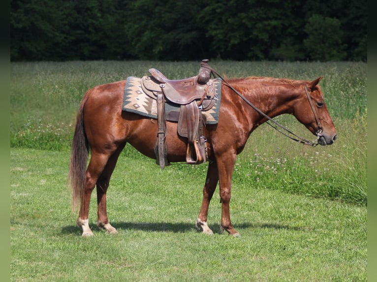 American Quarter Horse Giumenta 7 Anni 145 cm Sauro ciliegia in Brownstown, IL