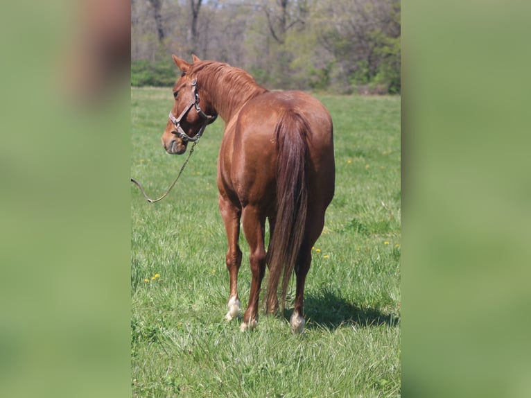 American Quarter Horse Giumenta 7 Anni 145 cm Sauro ciliegia in Brownstown, IL