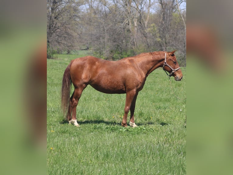 American Quarter Horse Giumenta 7 Anni 145 cm Sauro ciliegia in Brownstown, IL