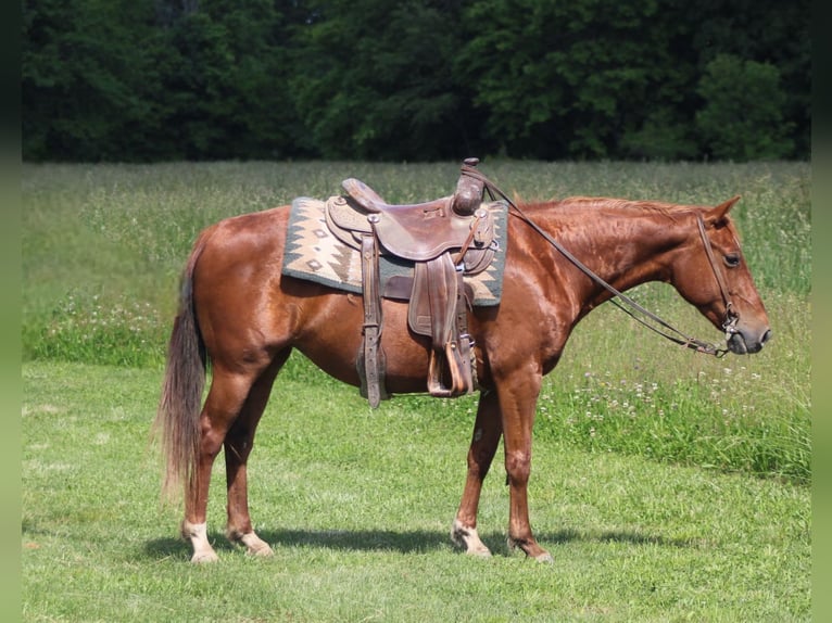 American Quarter Horse Giumenta 7 Anni 145 cm Sauro ciliegia in Brownstown, IL