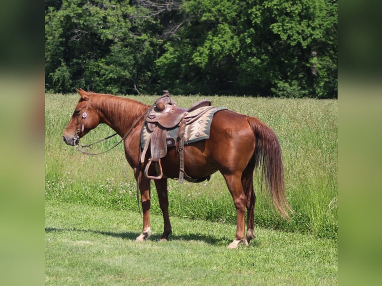 American Quarter Horse Giumenta 7 Anni 145 cm Sauro ciliegia in Brownstown, IL