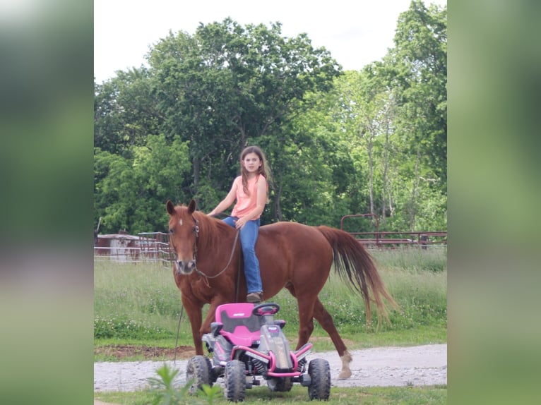 American Quarter Horse Giumenta 7 Anni 145 cm Sauro ciliegia in Brownstown, IL
