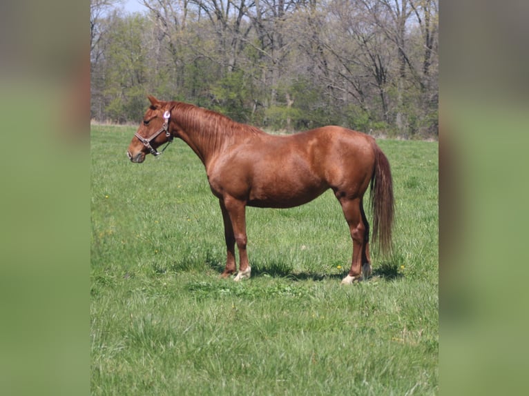 American Quarter Horse Giumenta 7 Anni 145 cm Sauro ciliegia in Brownstown, IL