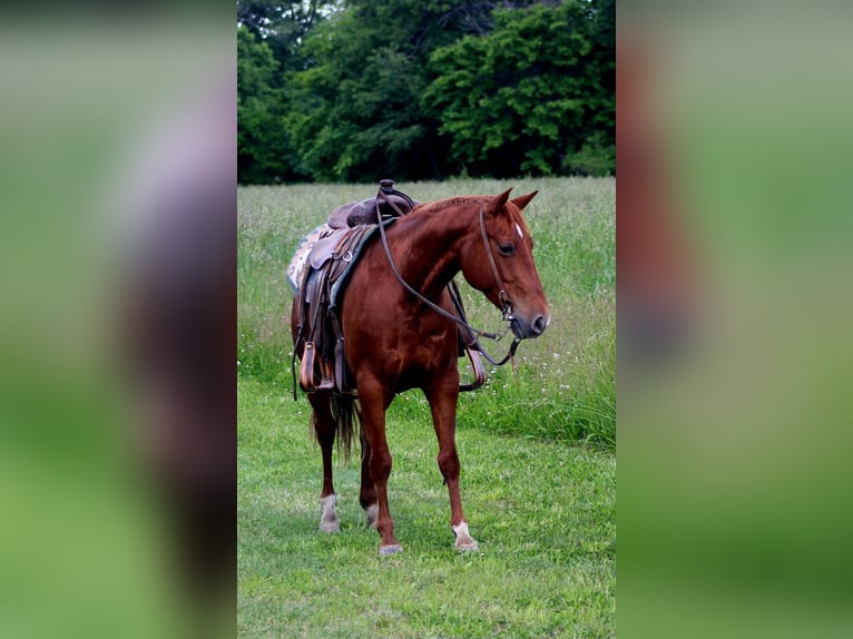 American Quarter Horse Giumenta 7 Anni 145 cm Sauro ciliegia in Brownstown, IL