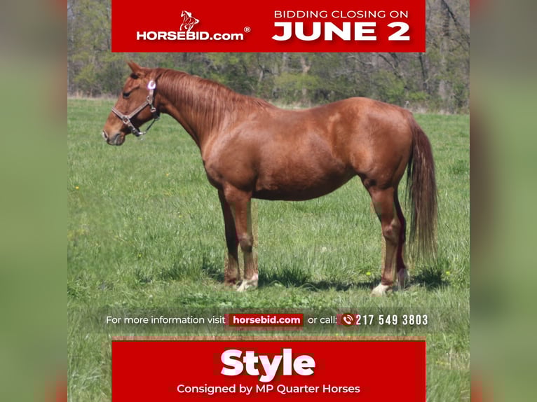 American Quarter Horse Giumenta 7 Anni 145 cm Sauro ciliegia in Brownstown, IL