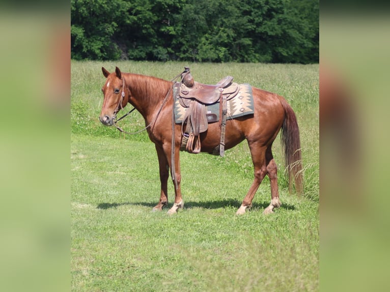 American Quarter Horse Giumenta 7 Anni 145 cm Sauro ciliegia in Brownstown, IL