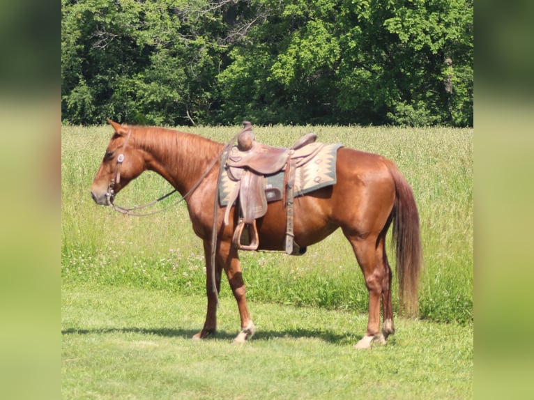 American Quarter Horse Giumenta 7 Anni 145 cm Sauro ciliegia in Brownstown, IL