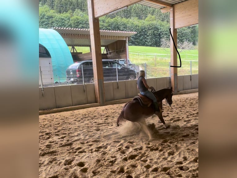 American Quarter Horse Giumenta 7 Anni 145 cm Sauro ciliegia in Herbolzheimerbol