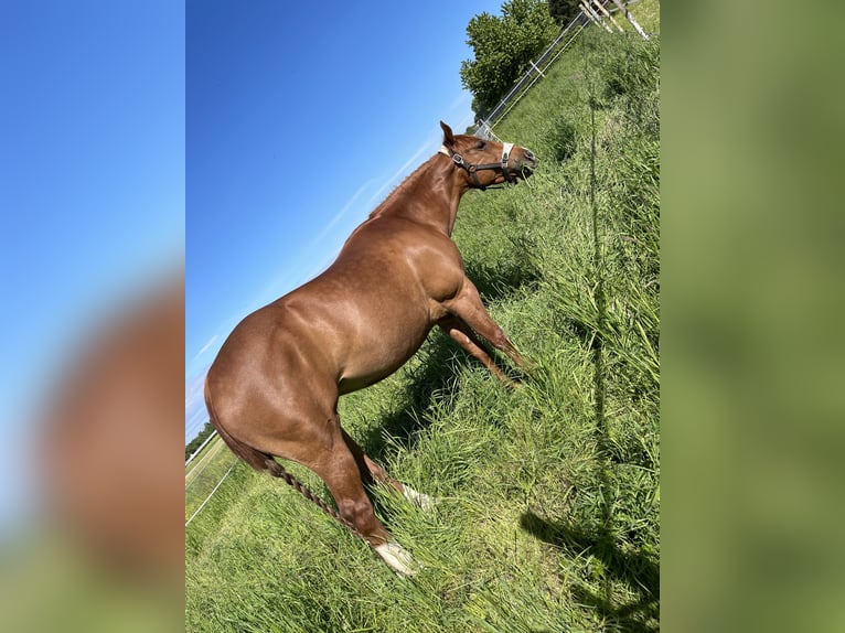 American Quarter Horse Giumenta 7 Anni 145 cm Sauro ciliegia in Herbolzheimerbol