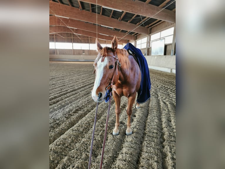 American Quarter Horse Giumenta 7 Anni 146 cm Sauro in Schwaikheim