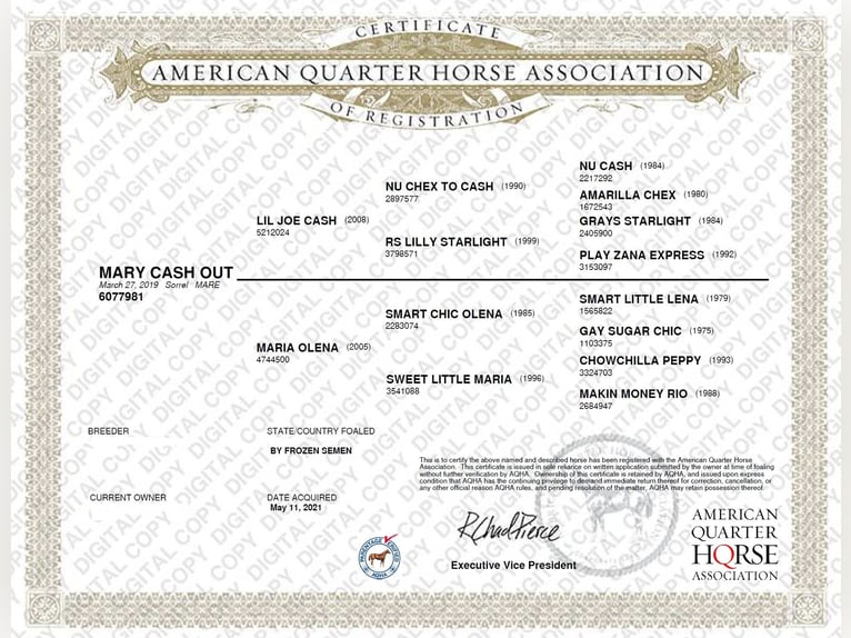 American Quarter Horse Giumenta 7 Anni 146 cm Sauro in Geisenfeld