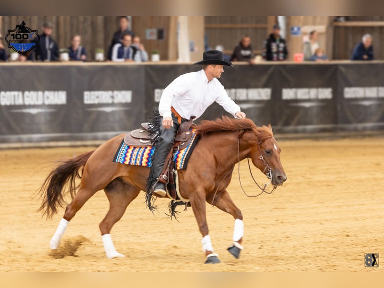 American Quarter Horse Giumenta 7 Anni 146 cm Sauro in Geisenfeld