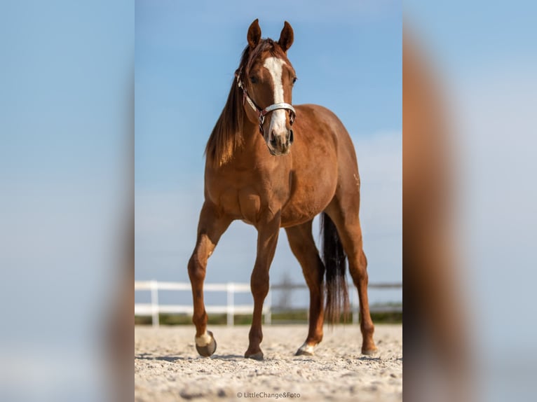American Quarter Horse Giumenta 7 Anni 146 cm Sauro scuro in Świerklaniec