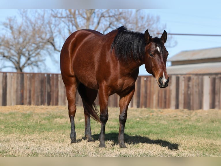 American Quarter Horse Giumenta 7 Anni 147 cm Baio ciliegia in Cleburne