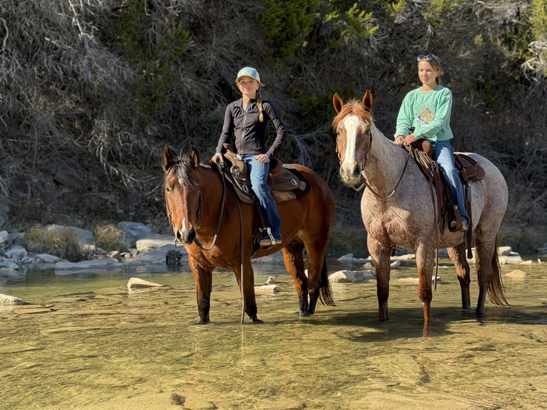 American Quarter Horse Giumenta 7 Anni 147 cm Baio ciliegia in Cleburne