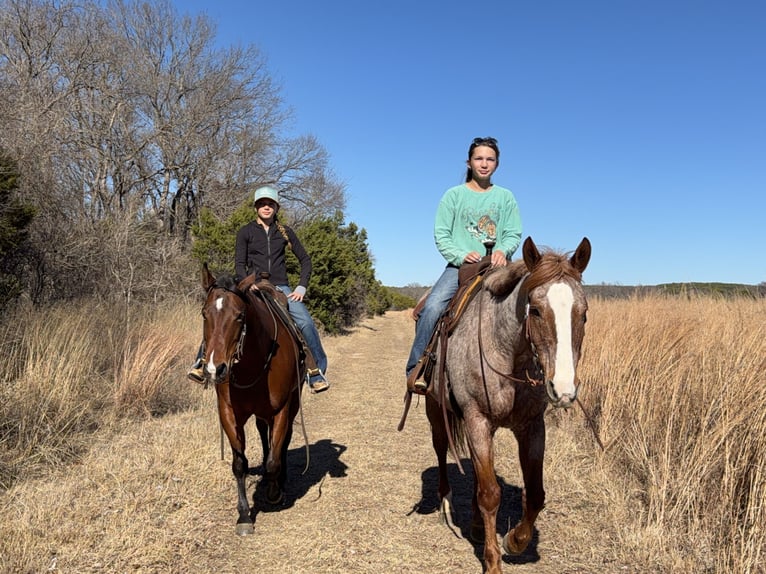 American Quarter Horse Giumenta 7 Anni 147 cm Baio ciliegia in Cleburne