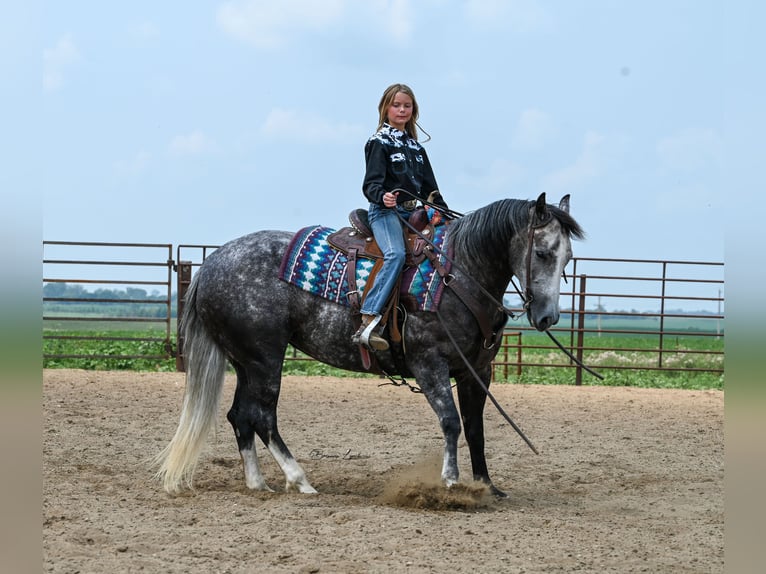 American Quarter Horse Giumenta 7 Anni 147 cm Grigio in Canistota, SD