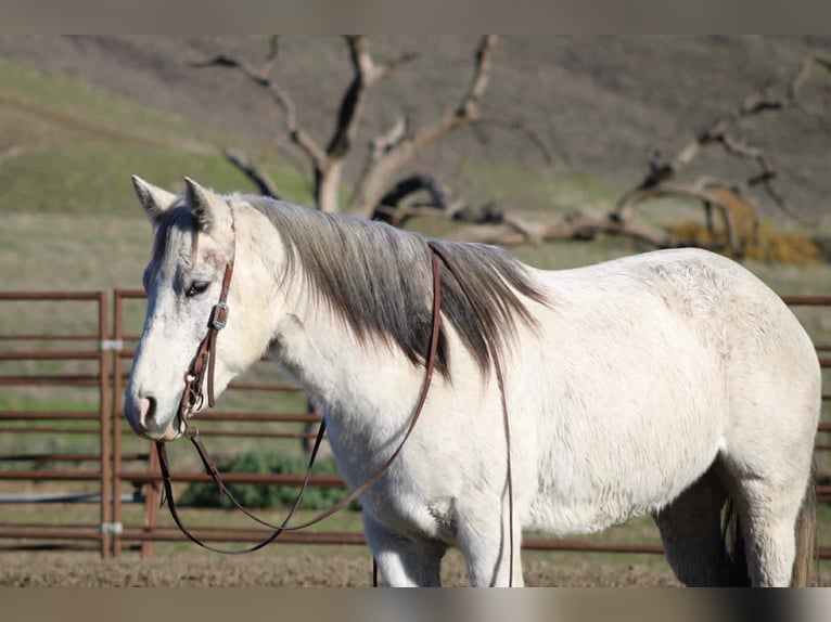 American Quarter Horse Giumenta 7 Anni 147 cm Grigio in Bitterwater, CA