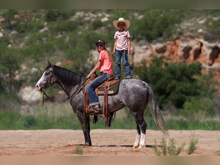 American Quarter Horse Giumenta 7 Anni 147 cm Grigio in Kaufman