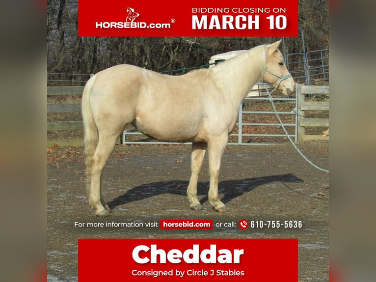 American Quarter Horse Giumenta 7 Anni 147 cm Palomino in Burgettstown, PA