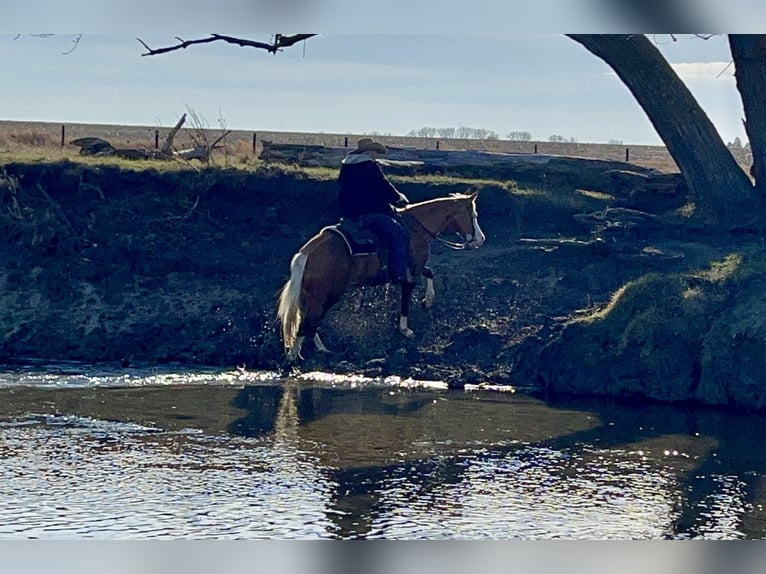 American Quarter Horse Giumenta 7 Anni 147 cm Palomino in Sheffield