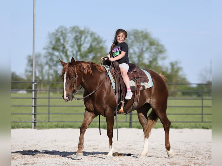 American Quarter Horse Giumenta 7 Anni 147 cm Sauro ciliegia in Buffalo