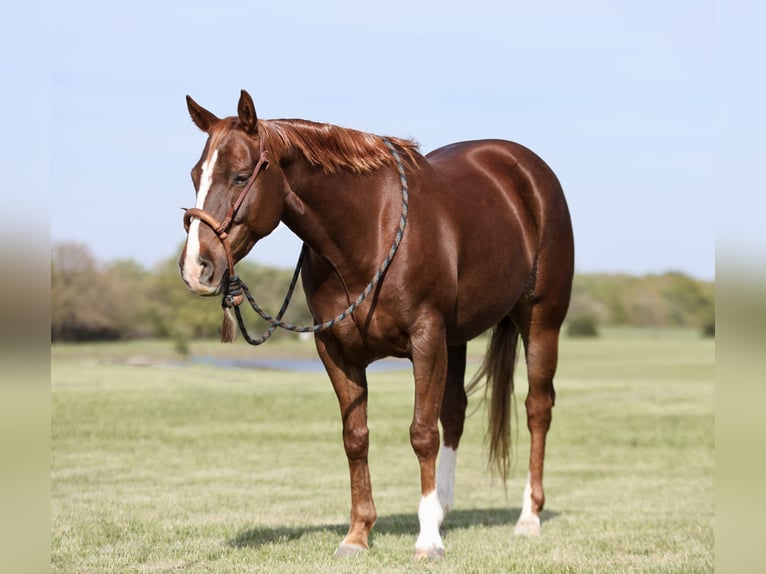 American Quarter Horse Giumenta 7 Anni 147 cm Sauro ciliegia in Buffalo