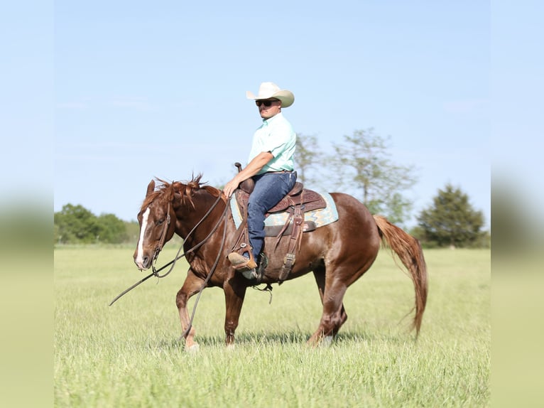 American Quarter Horse Giumenta 7 Anni 147 cm Sauro ciliegia in Buffalo