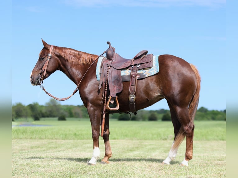 American Quarter Horse Giumenta 7 Anni 147 cm Sauro ciliegia in Buffalo