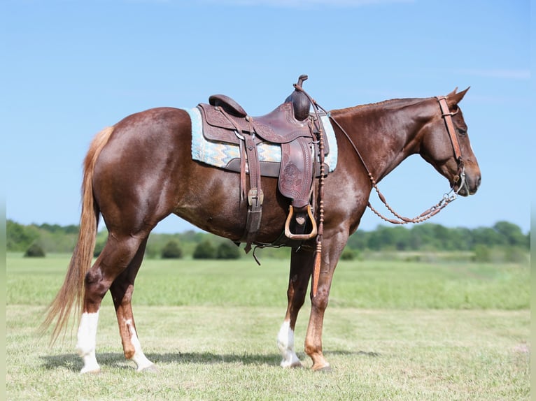 American Quarter Horse Giumenta 7 Anni 147 cm Sauro ciliegia in Buffalo