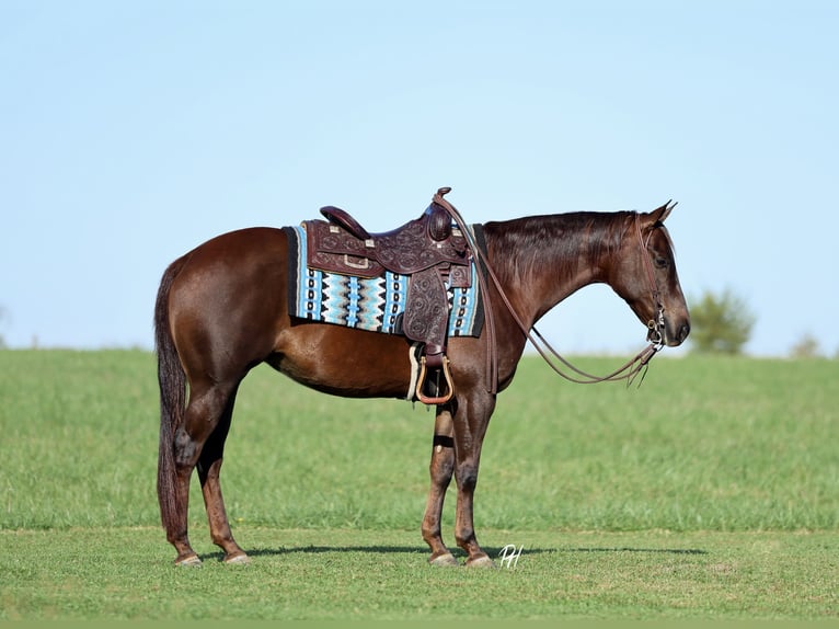 American Quarter Horse Giumenta 7 Anni 147 cm Sauro scuro in Buffalo
