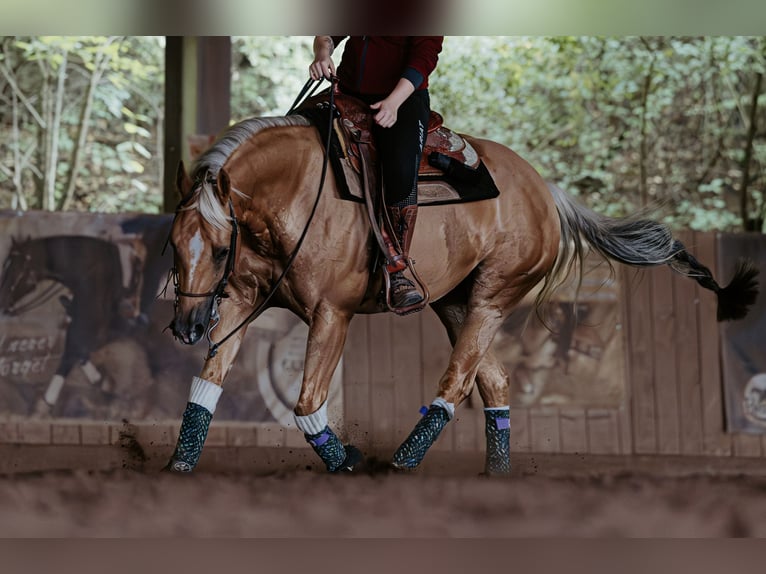 American Quarter Horse Giumenta 7 Anni 148 cm Palomino in Balingen